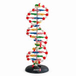 Human DNA Model